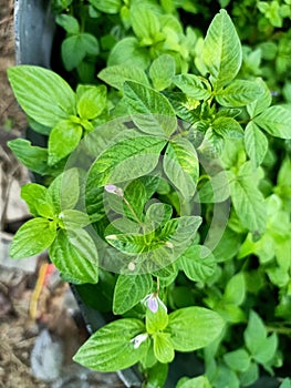 Close up view of shona cabbage plant photo