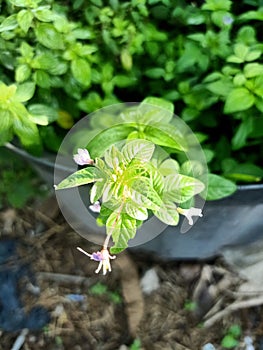 Close up view of shona cabbage plant photo