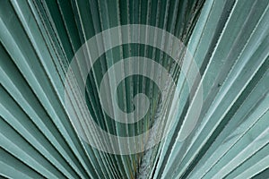 Close-up view showing the detail of beautiful tropical green fan leaf palm tree texture. Suitable for nature and aesthetic