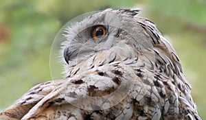 Close-up view of a Siberian Eagle Owl