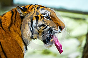 Close up view of a Siberian tiger or Panthera tigris altaica