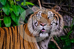 Close up view of Siberian tiger Panthera tigris altaica