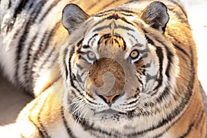 Close up view of a Siberian tiger.