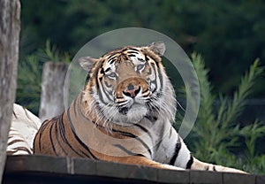 Close up view of a Siberian tiger in a zoo