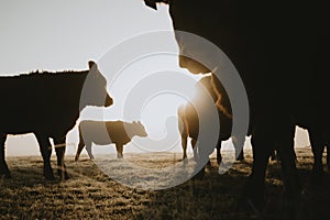 Close up view of silhouettes of herd of cows with one of them staring straight to the camera from lower angle on pasture