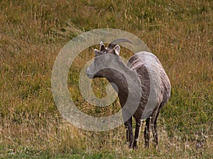 Close-up view of single bighorn sheep standing on colorful and looking back in Kananaskis Country, Alberta, Canada.
