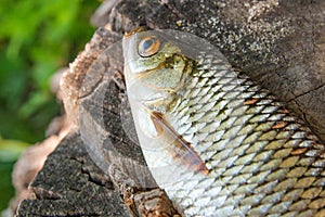 Close up view of single common rudd fish on natural vintage wood