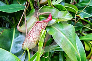 Close-up view of single red dotted Tropical pitcher plant Nepenthes, genus of carnivorous plants, also known as monkey cups