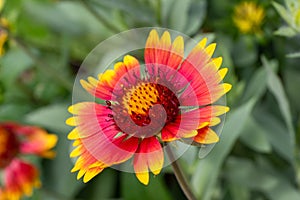 Close up view of a single red and yellow blanket flower gaillardia