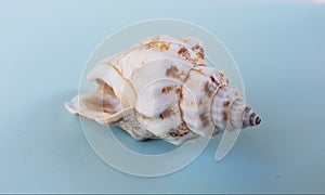 Close-up View of a Single Sea Shell