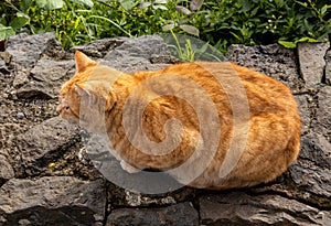 Close up view of sitting red cat