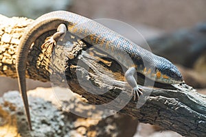 close up view of skink lizard on a tree brunch
