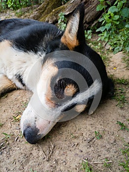 A close-up view of the sleepy face of a domestic dog with colorful fur while lying during the day on the ground in the village