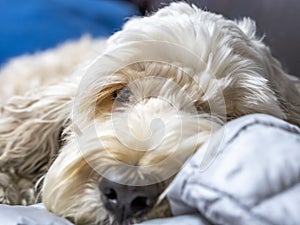 Close-up view of a sleepy fluffy spoodle or cockapoo dog