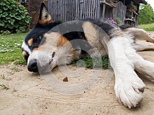 A close-up view of a sleepy lazy dog as it lies on its side on the ground during the day