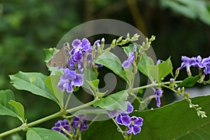 Close up view of a Small Branded Swift butterfly sitting on a purple color flower photo