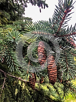 Brown pinecones on pine tree