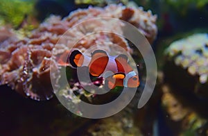 Close-up View of small Clown fish with different corals in the background