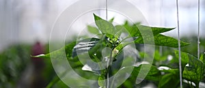 Small green bell peppers growing on a plant with fresh green leaves in greenhouse..