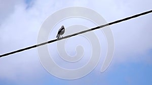 Close-up view of a small magpie on the powerline