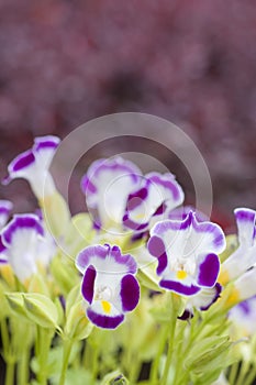 Close up view small purple with yellow flower