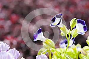 Close up view small purple with yellow flower