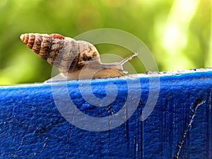 Spiral shell snail