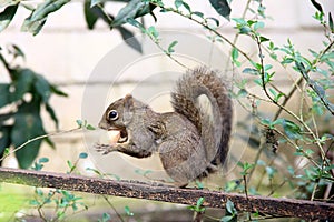 Close up view of small squirrel of tree