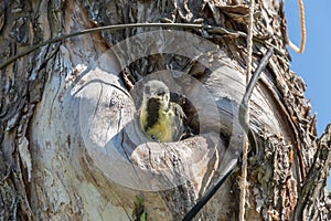 Bird fledgeling hollow nature environment pollution