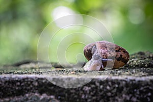 Close up view of snail crawling on cement floor