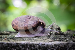 Close up view of snail crawling on cement floor