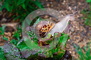 Close up view of a snail eating a salad leaf