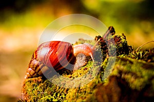 Close-up View of a Snail on Green Moss