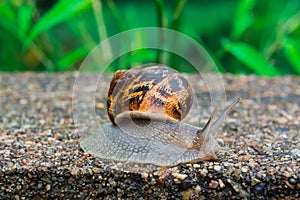 Close up view of a snail with its horns