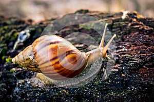 Close-up View of Snail on Wood