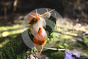 Close-up View of Snail on Wood