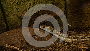 A close-up view of the snake.(Chilabothrus angulifer) photo