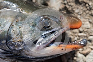 Close-up view of snout wild salmonid fish Salvelinus often called charr or char with pink spots over darker body.