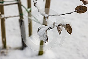 Close-up view of snow-covered branches with apple tree leaves. Beautiful winter landscape.
