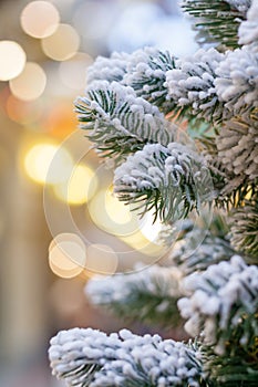 Snow covered branches Christmas tree on a background of yellow lights in blur