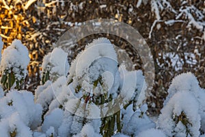 Close up view of snow covered green leaves of rhododendron on frosty winter day.