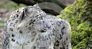 Close-up view of a Snow leopard