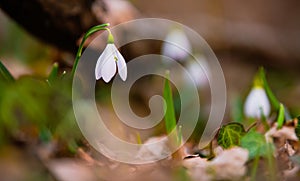 Close up view of a snowdrop spring flower in a forest in sunset light