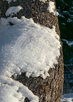 Close-up view of snowy plants, snow texture, white, snowy ground