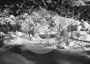 Close-up view of snowy plants, snow texture, white, snowy ground