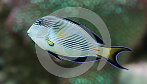 Close-up view of a Sohal surgeonfish