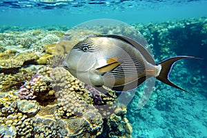 Close-up view of a Sohal surgeonfish - Acanthurus sohal, Red sea