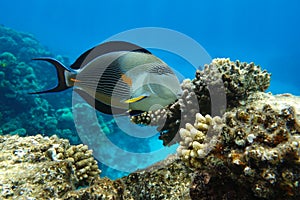 Close-up view of a Sohal surgeonfish - coral fish, Acanthurus sohal
