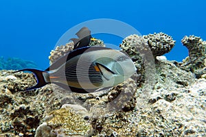 Close-up view of a Sohal surgeonfish - coral fish, Acanthurus sohal
