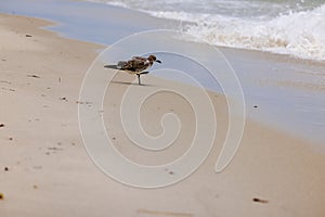 Close-up view of a solitary seagull standing on one leg near the edge of the sandy beach of the Atlantic Ocean